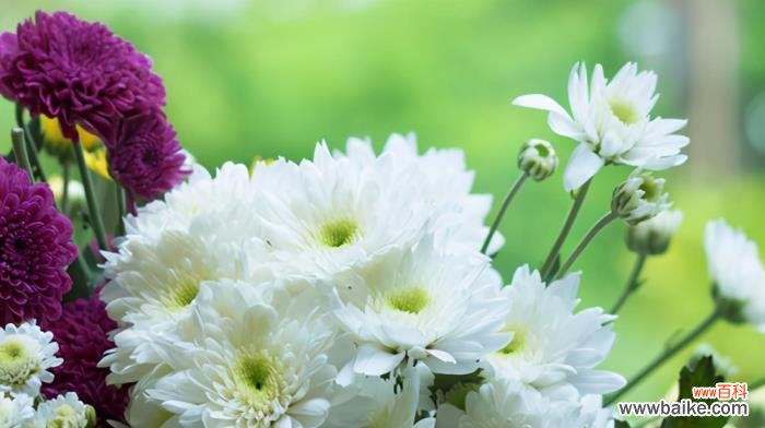 深度解读菊花所代表的文化内涵及其传承 菊花的象征意义和花语