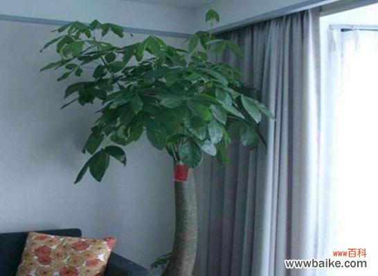 招财树花语的丰富内涵与神奇力量 招财树花语