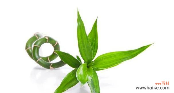 招财树花语的丰富内涵与神奇力量 招财树花语