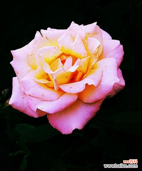 探索友谊中的美丽花朵 五种代表友谊的花