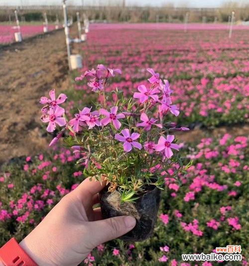 探寻芝樱之美 芝樱的花语及其名称由来