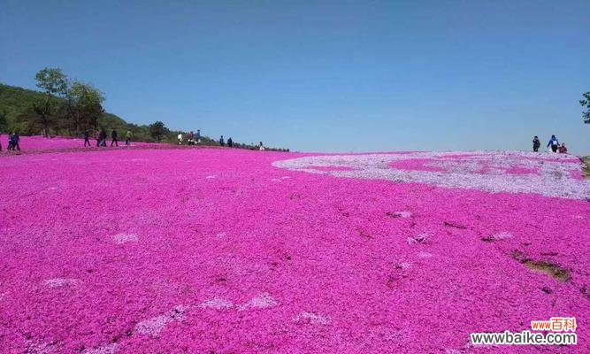 探寻芝樱之美 芝樱的花语及其名称由来