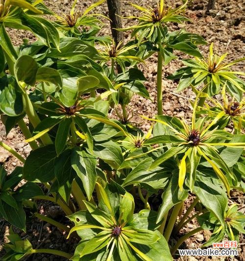 揭示重楼花语的意义与象征 重楼花语传达的深刻寓意