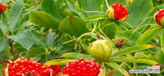 揭示重楼花语的意义与象征 重楼花语传达的深刻寓意