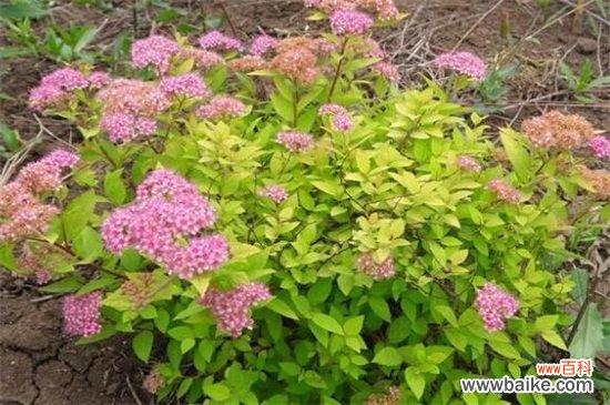 麻叶绣线菊和金焰绣线菊的四大区别