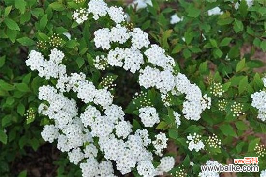 麻叶绣线菊和金焰绣线菊的四大区别