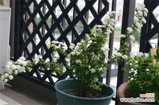 麻叶绣线菊和金焰绣线菊的四大区别