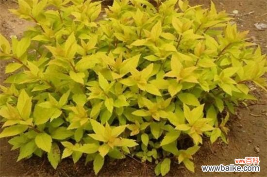 麻叶绣线菊和金焰绣线菊的四大区别