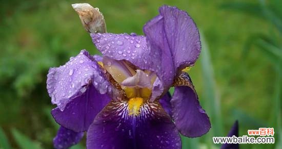 什么花代表热情？揭秘热情花语背后的故事？