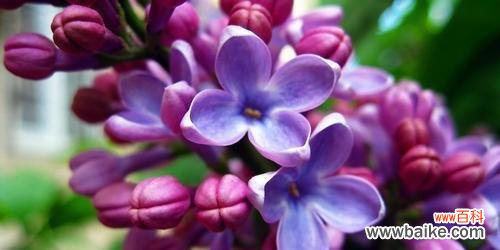 什么花代表热情？揭秘热情花语背后的故事？