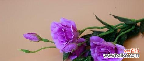 什么花代表热情？揭秘热情花语背后的故事？