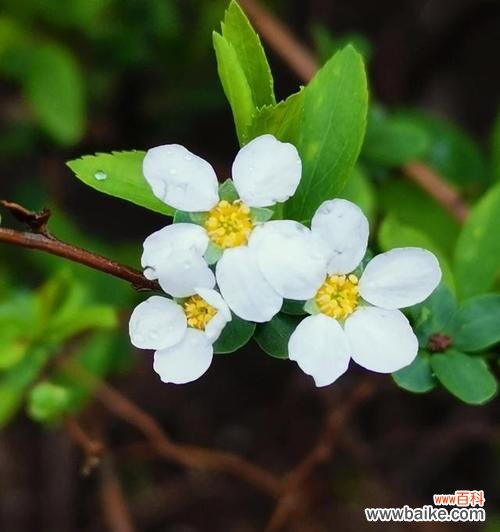 什么花代表善良和温暖？揭秘花语背后的含义？