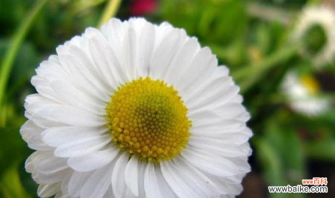 什么花代表善良和温暖？揭秘花语背后的含义？