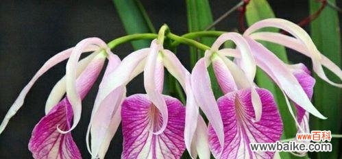 什么花代表深爱?花语中深爱的花朵有哪些?