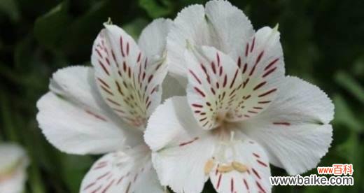 什么花代表深情？花语中深情的花卉有哪些？