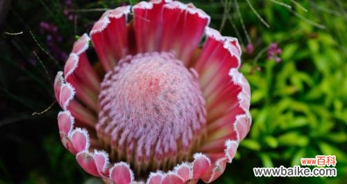 什么花的花语代表神秘和冷漠？