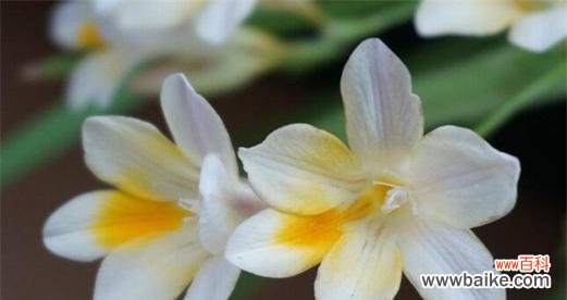 什么花的花语代表神明？揭秘花语背后的神秘含义？