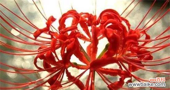 什么花的花语代表失而复得?如何表达失而复得的喜悦?