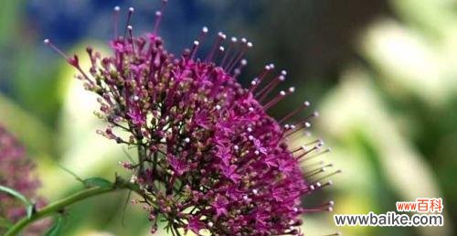 什么花代表失望的花语？了解失望的花语含义是什么？