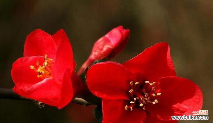 什么花代表顺利？花语中顺利的花有哪些？