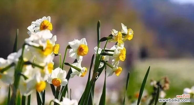 什么花代表顺利？花语中顺利的花有哪些？