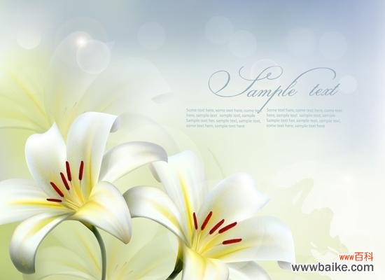 什么花的花语代表守护？揭秘守护之花的神秘含义？