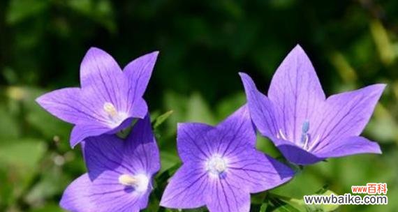 什么花的花语代表守护？揭秘守护之花的神秘含义？