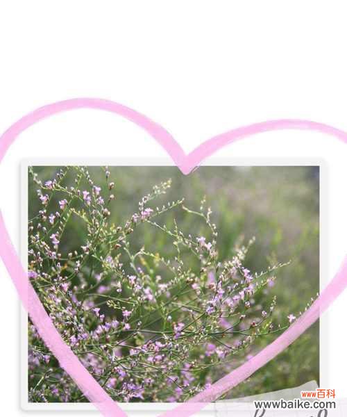 什么花的花语代表守护？揭秘守护之花的神秘含义？