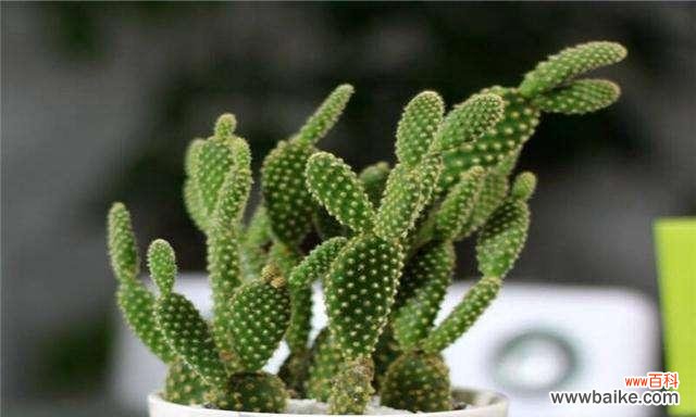 探究仙人掌花语及其文化内涵 仙人掌花语的含义