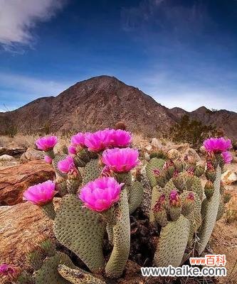 探究仙人掌花语及其文化内涵 仙人掌花语的含义