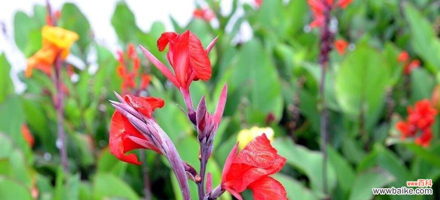 传承千年的美丽传说，凝聚爱情情感 美人蕉的花语与传说