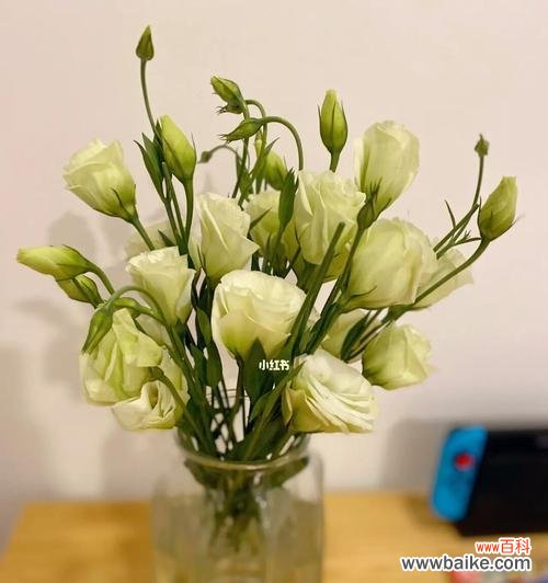 传递纯洁和无畏的勇气，彰显独特的个性魅力 白色洋桔梗——清新高雅的花语之选