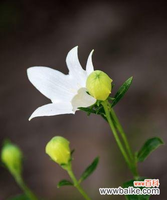 传递纯洁和无畏的勇气，彰显独特的个性魅力 白色洋桔梗——清新高雅的花语之选