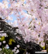 深入探究樱花背后的内涵 樱花的花语与寓意