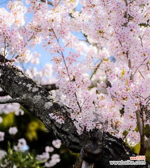 深入探究樱花背后的内涵 樱花的花语与寓意