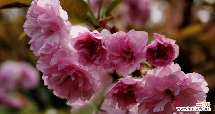 深入探究樱花背后的内涵 樱花的花语与寓意