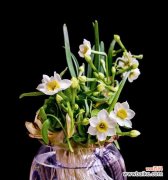 探索水仙花代表的丰富内涵 水仙花寓意大揭秘