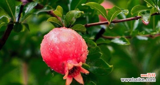 探索石榴花的神秘象征与文化传承 石榴花的花语与寓意