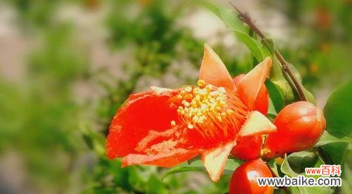 探索石榴花的神秘象征与文化传承 石榴花的花语与寓意