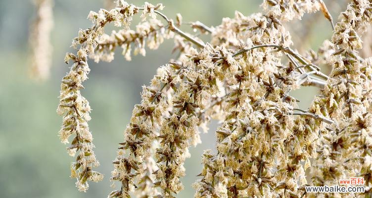 探寻竹子开花的原因及其象征意义 竹子开花的奇观与寓意