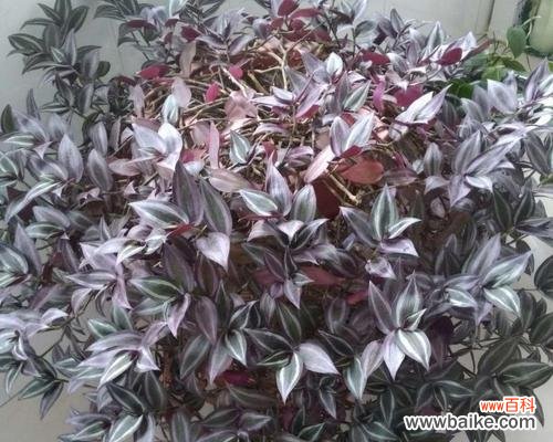 竹子花语及代表意义解读 竹子