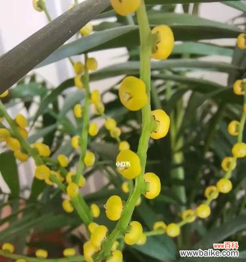 揭开竹子开花的原因与象征意义 竹子开花的神奇之谜