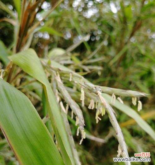 揭开竹子开花的原因与象征意义 竹子开花的神奇之谜