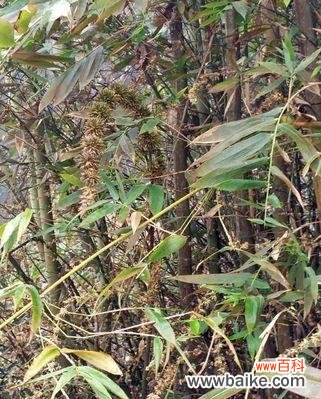 揭开竹子开花的原因与象征意义 竹子开花的神奇之谜