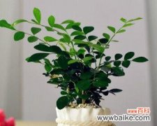 传承之木的深意与寓意 竹柏花语与传说