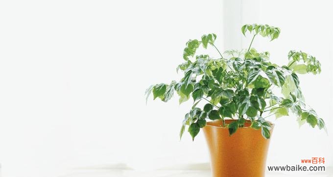 传承之木的深意与寓意 竹柏花语与传说