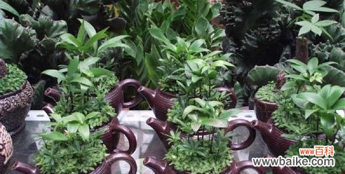 传承之木的深意与寓意 竹柏花语与传说