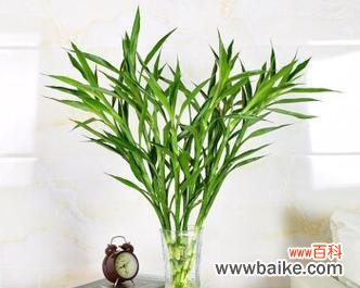 探索竹类文化的千面魅力 竹类与人