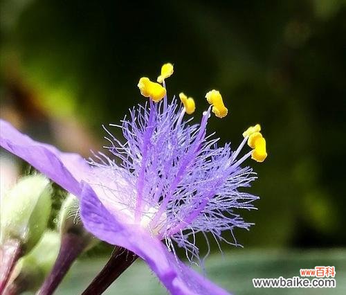 探索紫露草的花语和传说 紫露草的花语和传说