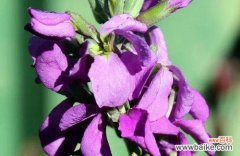 探索紫罗兰的花语 紫罗兰之美